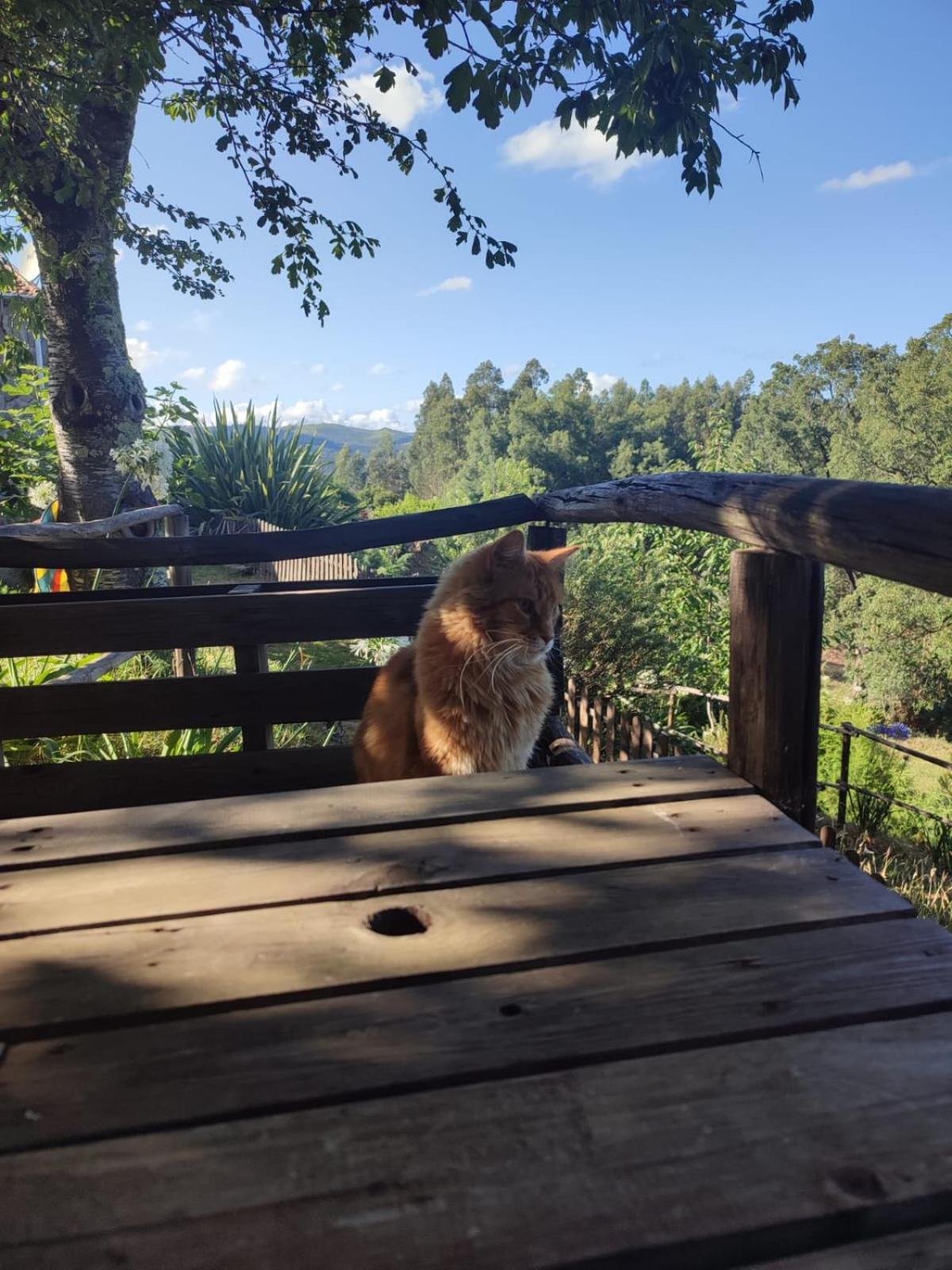 Macinhata do Vouga Alojamento Casa Do Cabeco Alombada מראה חיצוני תמונה